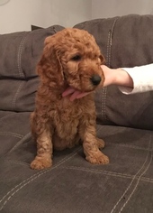 Goldendoodle Puppy for sale in ELLICOTTVILLE, NY, USA
