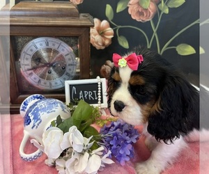 Cavalier King Charles Spaniel Puppy for sale in ABILENE, TX, USA