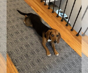 Cooper - Male Beagle Dog for Adoption - Photo #3