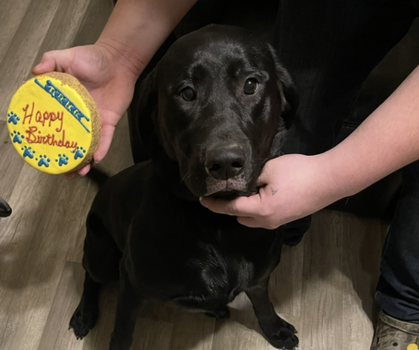 Medium Photo #1 Labrador Retriever Puppy For Sale in COMPTON, IL, USA