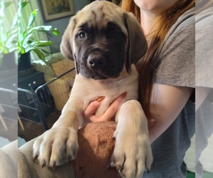 Mastiff Puppy for sale in KINGSPORT, TN, USA