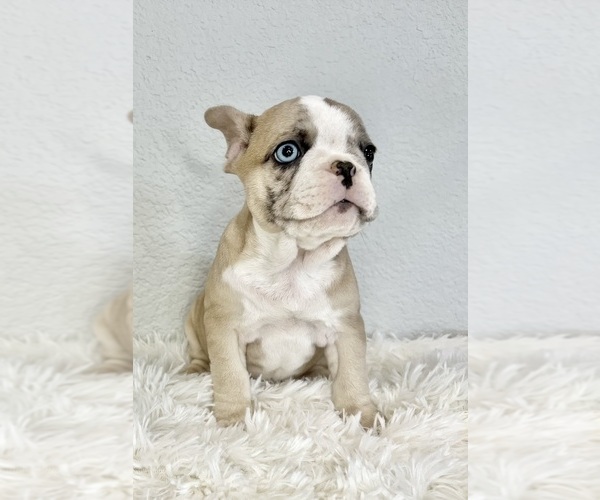 Full screen Photo #5 French Bulldog Puppy For Sale in ROUND ROCK, TX, USA