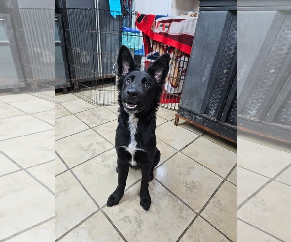 Medium Photo #1 Mutt Puppy For Sale in El Centro, CA, USA