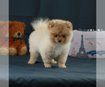 Small Photo #4 Pomeranian Puppy For Sale in BROOKLYN, NY, USA