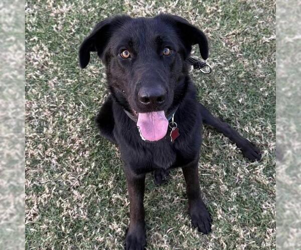 Medium Photo #11 Labrador Retriever-Unknown Mix Puppy For Sale in San Diego, CA, USA