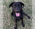 Small #10 Labrador Retriever Mix