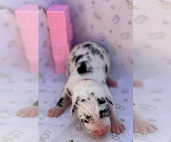 Medium Photo #2 Great Dane Puppy For Sale in MARSHVILLE, NC, USA