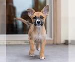 Small #2 Boxer Mix