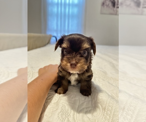 Medium Photo #4 Yorkshire Terrier Puppy For Sale in WEST HARTFORD, CT, USA