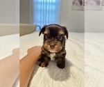 Small #3 Yorkshire Terrier