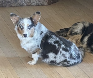Mother of the American Corgi puppies born on 02/10/2025