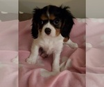 Small Photo #2 Cavalier King Charles Spaniel Puppy For Sale in HUDSON, FL, USA