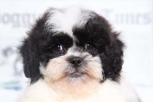 Medium Photo #3 Lhasa-Poo Puppy For Sale in BEL AIR, MD, USA