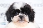 Small Photo #3 Lhasa-Poo Puppy For Sale in BEL AIR, MD, USA