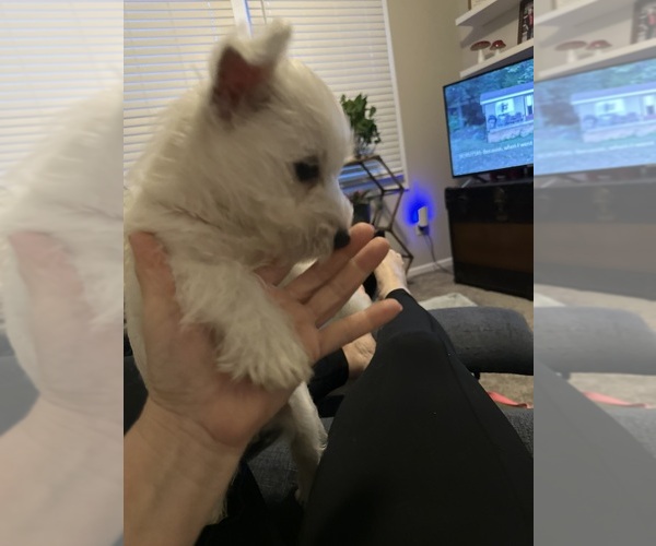 Medium Photo #4 West Highland White Terrier Puppy For Sale in GOWER, MO, USA