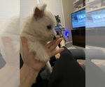 Small #3 West Highland White Terrier