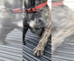 Small Photo #21 Mastiff Puppy For Sale in PARIS, IL, USA
