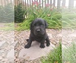 Small Photo #7 Labrador Retriever Puppy For Sale in FLAGLER, CO, USA
