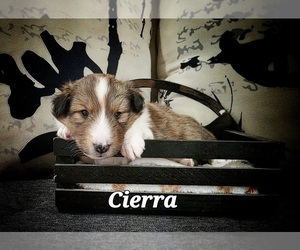 Medium Shetland Sheepdog