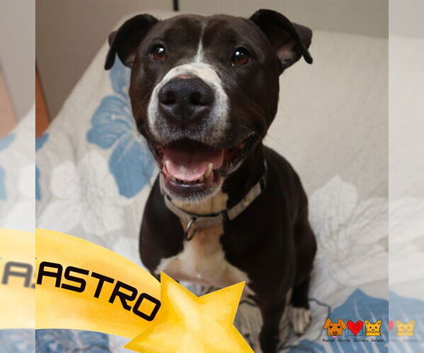 Medium Photo #1 American Pit Bull Terrier Puppy For Sale in Center Township, PA, USA