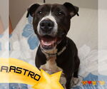 Small American Pit Bull Terrier