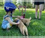 Small Photo #11 Golden Retriever Puppy For Sale in ARVADA, CO, USA