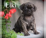 Small Photo #2 Puggle Puppy For Sale in ELVERSON, PA, USA