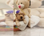Small Photo #18 Golden Retriever Puppy For Sale in ORLANDO, FL, USA