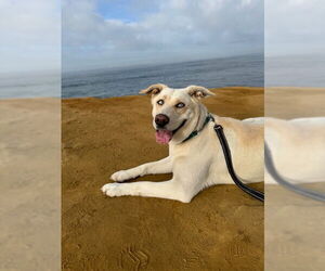 Labsky Dogs for adoption in San Diego, CA, USA