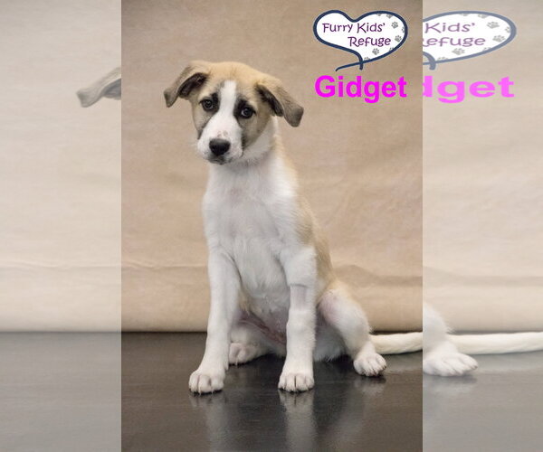 Medium Photo #5 Anatolian Pyrenees Puppy For Sale in Lee's Summit, MO, USA