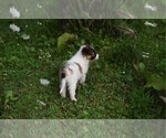 Small Photo #20 Collie Puppy For Sale in PARIS, MI, USA