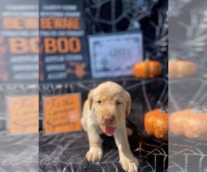 Labrador Retriever Puppy for sale in MAYSVILLE, GA, USA