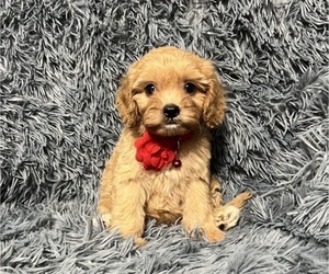 Cavapoo Puppy for sale in JEFFERSONVILLE, IN, USA