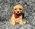 Small Cavapoo