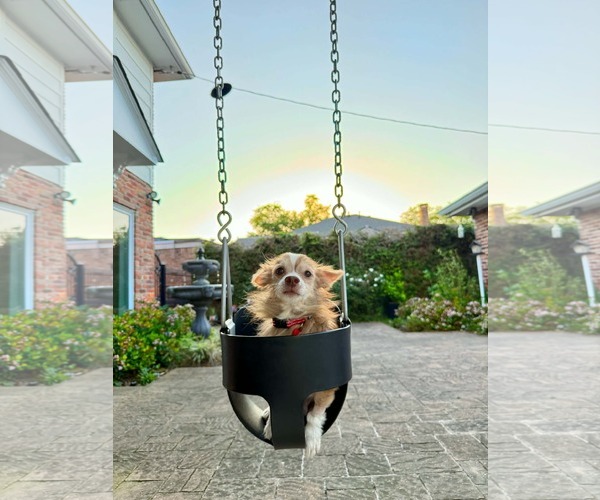 Medium Photo #2 Chiranian Puppy For Sale in St. Louis Park, MN, USA