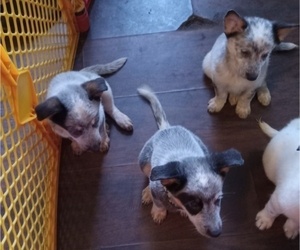 Australian Cattle Dog Puppy for sale in GILLETT, PA, USA