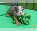 Puppy Puppy 6 Bulldog