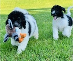 Small Photo #12 Poodle (Standard) Puppy For Sale in BURNS, TN, USA