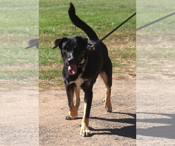 Medium Photo #2 Rottweiler-Unknown Mix Puppy For Sale in Webster, WI, USA