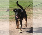 Small #1 Rottweiler Mix