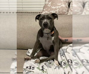 American Pit Bull Terrier-Unknown Mix Dogs for adoption in Chandler, AZ, USA