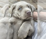 Small Photo #6 Labrador Retriever Puppy For Sale in KNOXVILLE, GA, USA