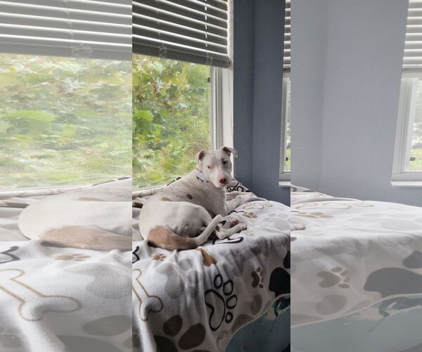 Medium Photo #8 Catahoula Leopard Dog-Unknown Mix Puppy For Sale in Sanford, FL, USA