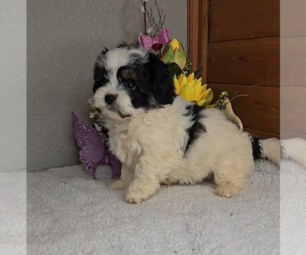 Medium Photo #5 Peke-A-Poo Puppy For Sale in JASONVILLE, IN, USA