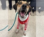Small #4 Treeing Walker Coonhound Mix