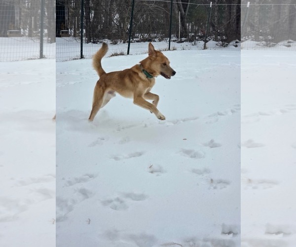 Medium Photo #11 Anatolian Shepherd-Unknown Mix Puppy For Sale in Rustburg, VA, USA