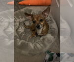 Small #5 Chihuahua Mix