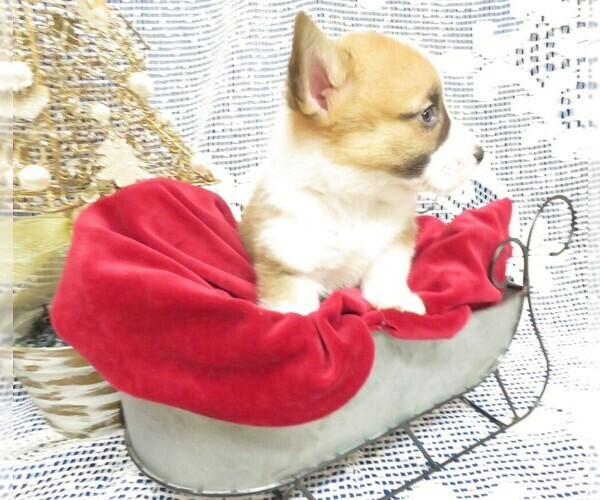 Medium Photo #5 Pembroke Welsh Corgi Puppy For Sale in NORWOOD, MO, USA