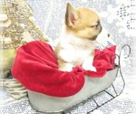 Small Photo #5 Pembroke Welsh Corgi Puppy For Sale in NORWOOD, MO, USA