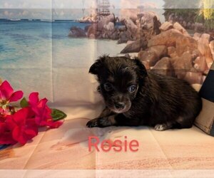 Chihuahua Puppy for sale in LEBANON, PA, USA